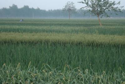 廣漢潤豐農業(yè)專(zhuān)業(yè)合作社